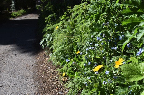 Road verge with wildflowers